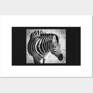 Black and white zebra. Posters and Art